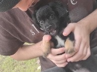 Pomeranian – cute black puppy – Mesa
