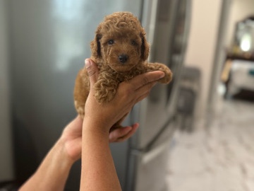 Poodle – toy poodle