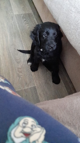 English Cocker Spaniel – cockapoo