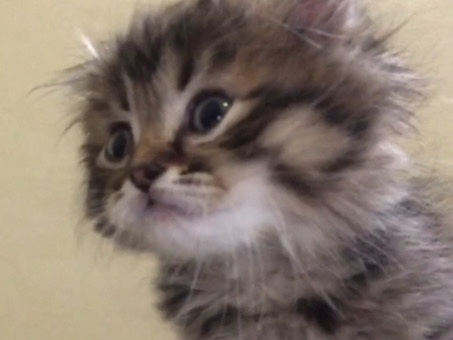 Scottish Fold - كيتن شيرازي تايقر مهجنة سكوتش فولد عمر شهرين  available for adoption in Jeddah