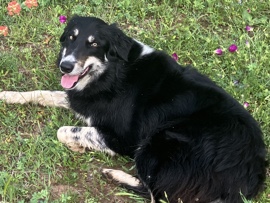 Female Border Collie 
