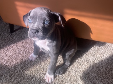 Bulldog – ladybug – Stonecrest