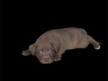 American Staffordshire Terrier – Ready for my new family – Vancouver