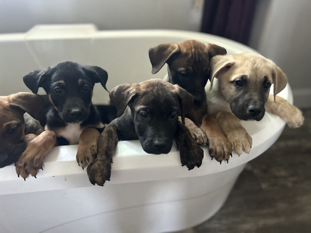 Bucovina Shepherd Dog – mastiff shepherds pups – Colorado Springs