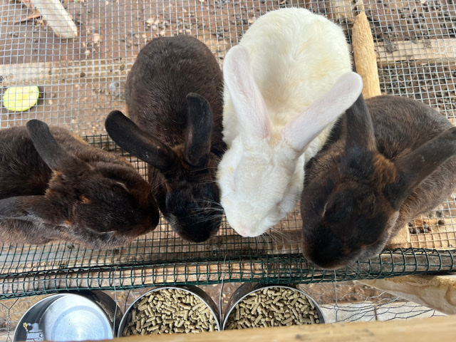 American – need a new owner