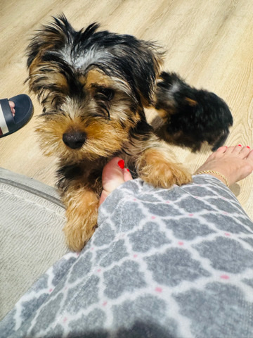 yorkie – Stamford
