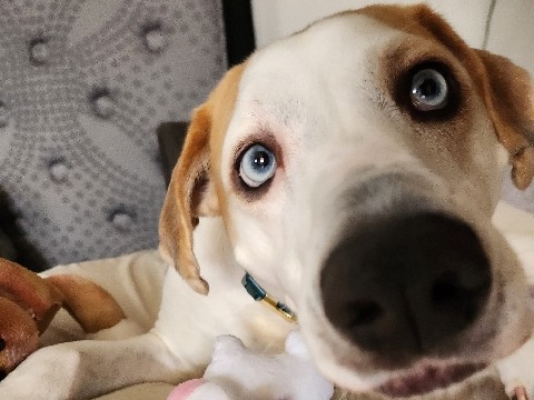 Mixed Breed – Rehome pet – Haw River