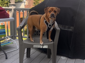 Puggle – 🐾 Meet Leo — Looking for His Forever Family ❤️ – Ridgefield