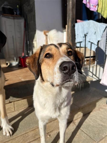 Karmen looking for a home