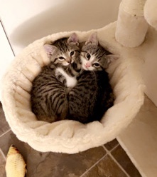 2 kittens!