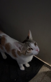 beautiful female cat 