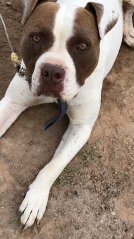 American Pit Bull Terrier – sweet and loving Pitbull terrier looking for a rehome