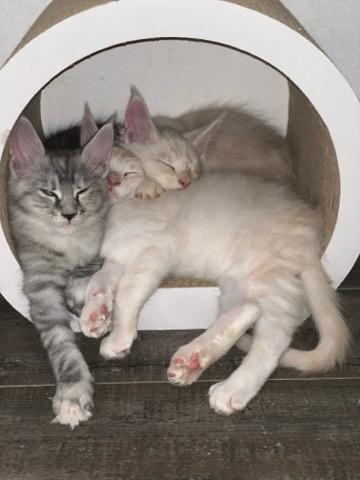 Maine Coon – Maine ****