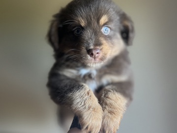 Miniature American Shepherd – Minature Australian Shepherd – Weatherford