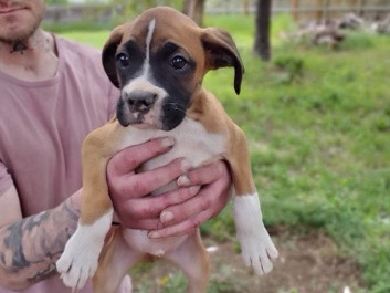 Boxer – boxer puppies – Longmont