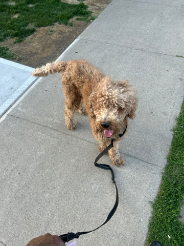 Poodle – selling my dog