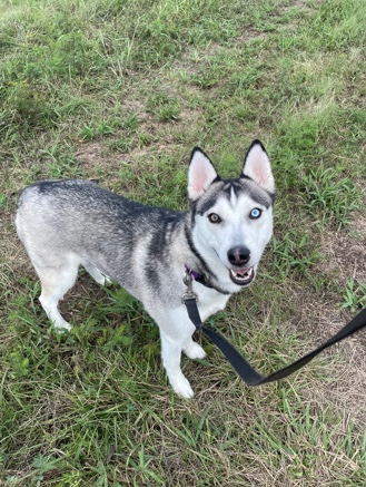 Siberian Husky – Sweet 2 yr Husky Gal - Mikasa/Miki 🩷