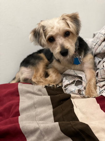 yorkiepoo