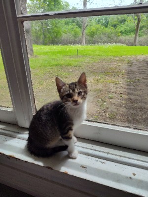 3 Domestic Shorthair kittens for FREE! Call VI I IX II VIII VIII IV VII IV VII – Greenville