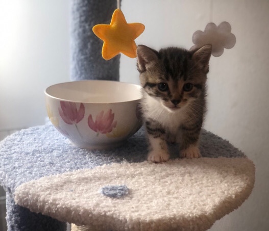 American Shorthair – kittens for adoption