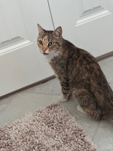 Russian White, Black and Tabby – Found Stray Cat