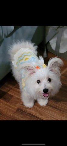 Maltese – 4 month old female pomtese puppy for sale