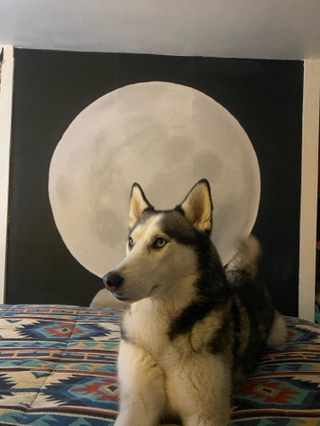 Siberian Husky – 6yo trained Husky – Muskegon
