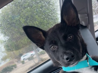 Labrador Husky – willow