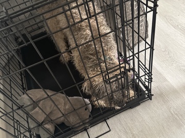 Shih Poo – 11 month Old MALE Shi Pooh (Toy poodle and Shih Tzu MIXED – Baltimore