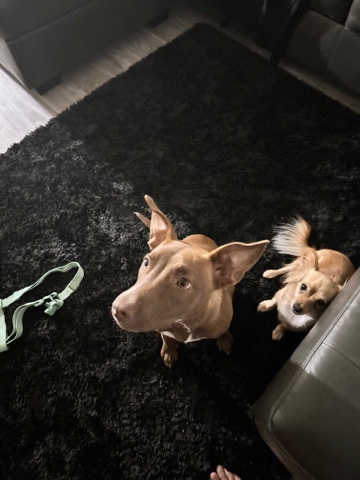 American Pit Bull Terrier – coco