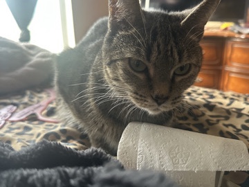 3 year old tabby cat – Milford