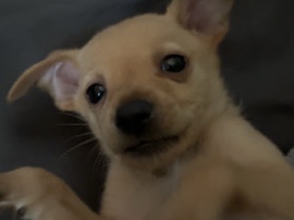 Chihuahua – chihuahua for sell! – Las Vegas