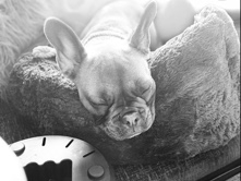 French Bulldog – Blu Thorn Frenchie – Rotherham