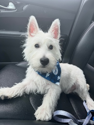 Westie for Sale - Male