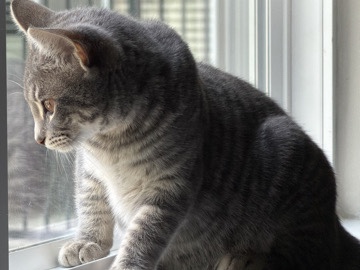 American Shorthair – Friendly 8-Month-Old American Shorthair Cat – Available in Decatur – Decatur