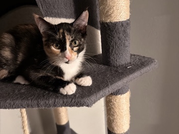 American Shorthair – MEET MONKEY!! – Cypress