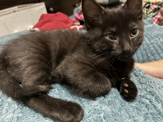 Bombay – kitten for rehoming – Sanford