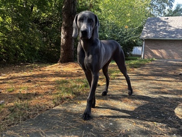 Weimaraner – Male Weimaraner – Moraine