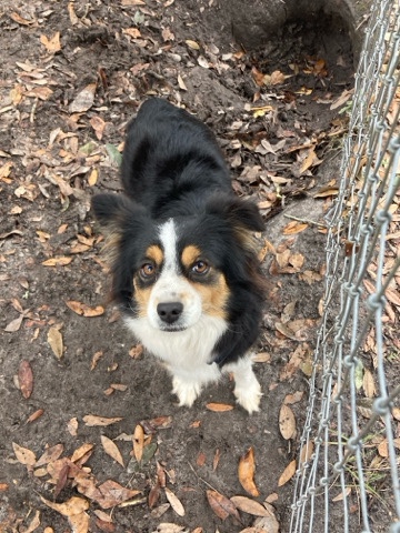 Australian Shepherd – mini Aussies