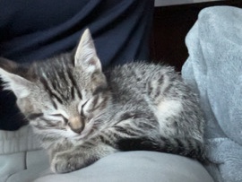 Russian White, Black and Tabby – Healthy 2-Month-Old Kittens – Ready to Go” – Delta Junction