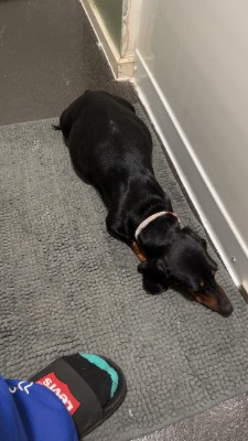 Miniature dachshund x Border terrier puppies – Waltham Cross