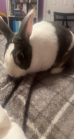 Dutch – Rehoming