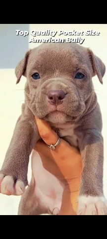 American Pit Bull Terrier – American Bully Pocket Size