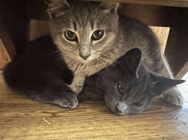 two kittens – Wauseon