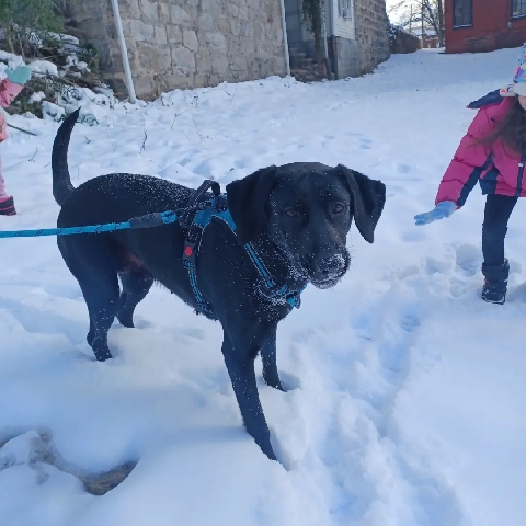 Labrador Retriever – Adult lab mix