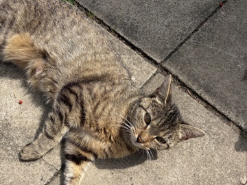 Bengal – cat – Manchester