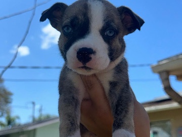 American Pit Bull Terrier – Pitbull  mix husky – Saint Cloud