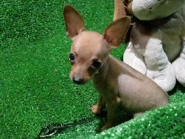 Miniature Pinscher - Filhote Fêmea Pincher para Venda! available for adoption in Inhoaíba