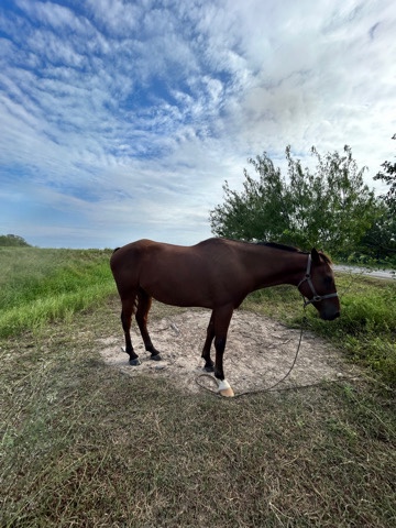 America Quater race horse  