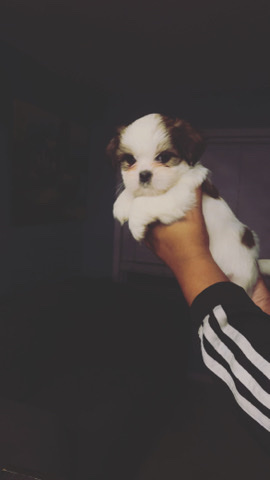 Shih Tzu – cutiesss
